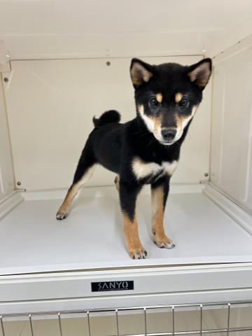 柴犬