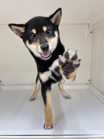 柴犬