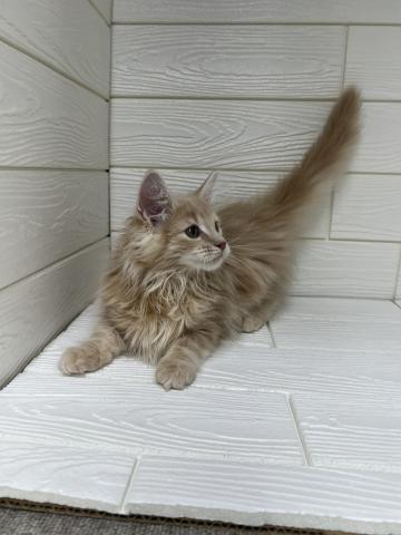 ノルウェージャンフォレストキャット