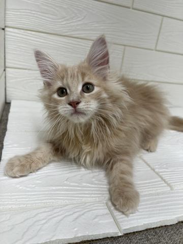 ノルウェージャンフォレストキャット