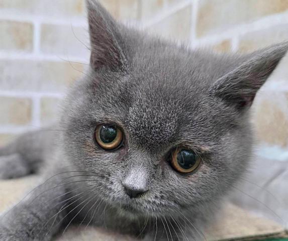 ブリティッシュショートヘア