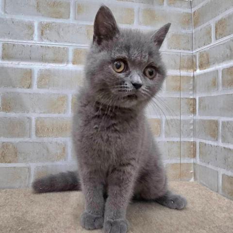 ブリティッシュショートヘア
