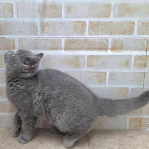 ブリティッシュショートヘア
