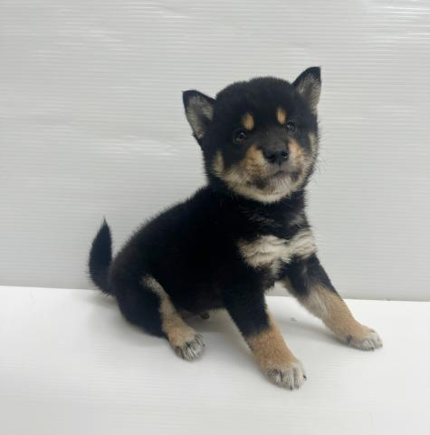和歌山県の柴犬(標準サイズ) (ペットアミ 岩出店/2026年3月6日生まれ/男の子/黒)の子犬の1枚目の画像