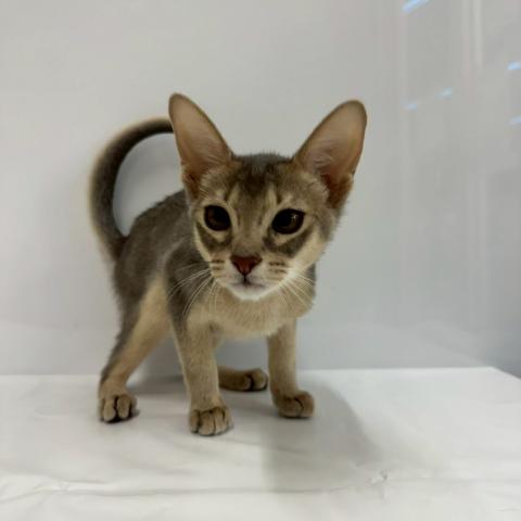 大阪府のアビシニアン (NICO PET Select 和泉中央店/2025年12月22日生まれ/男の子/ブルー)の子猫の2枚目の画像