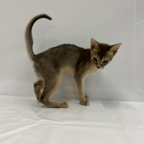 大阪府のアビシニアン (NICO PET Select 和泉中央店/2025年12月22日生まれ/男の子/ブルー)の子猫の3枚目の画像