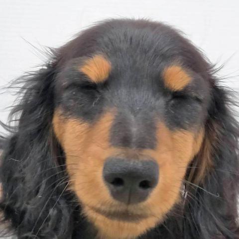 ミニチュアダックスフンド