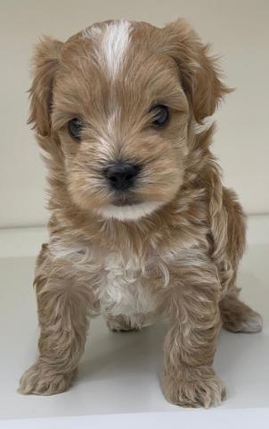 三重県のハーフ犬(マルチーズ×トイプードル) (ペットアミ 明和店/2026年3月11日生まれ/男の子/アプリコット)の子犬