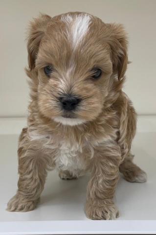 ハーフ犬(マルチーズ×トイプードル)