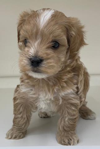 ハーフ犬(マルチーズ×トイプードル)