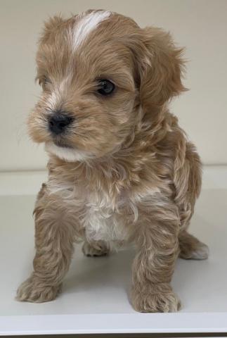 ハーフ犬(マルチーズ×トイプードル)