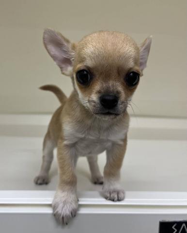 三重県のチワワ(スムース) (ペットアミ 明和店/2026年3月9日生まれ/男の子/フォーンホワイト)の子犬