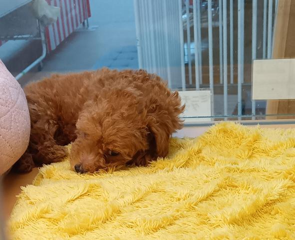 新潟県のトイプードル(トイ) (ペットアミ 六日町店/2026年3月1日生まれ/男の子/レッドフォーン)の子犬の2枚目の画像