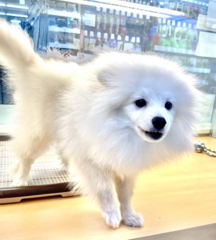 新潟県のポメラニアン (ペットアミ 十日町店/2025年12月12日生まれ/男の子/クリーム)の子犬の2枚目の画像