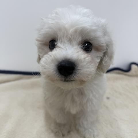 ビションフリーゼ