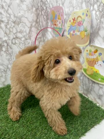 青森県のトイプードル(トイ) (ペットアミ 弘前店/2026年1月1日生まれ/女の子/レッド)の子犬の3枚目の画像
