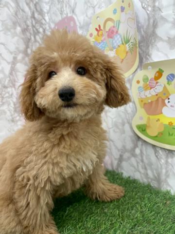 青森県のトイプードル(トイ) (ペットアミ 弘前店/2026年1月1日生まれ/女の子/レッド)の子犬の4枚目の画像