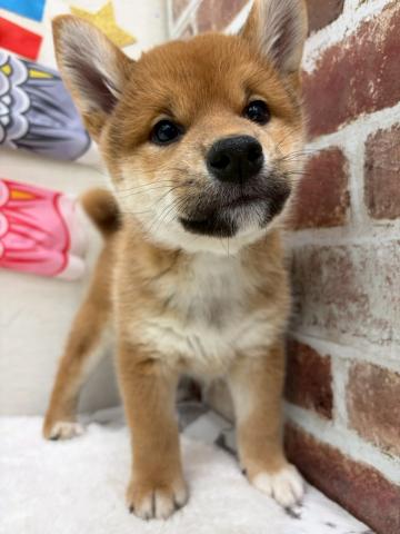 秋田県の柴犬(標準サイズ) (ペットアミ 能代東インター店/2026年3月13日生まれ/男の子/赤)の子犬の1枚目の画像