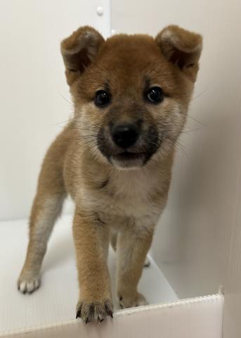 柴犬