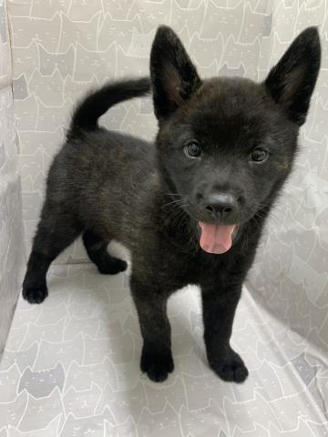 富山県の甲斐犬 (ペットアミ宮野店/2026年2月21日生まれ/男の子/黒虎)の子犬の1枚目の画像