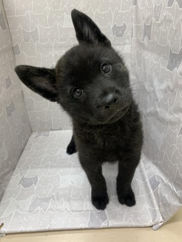 富山県の甲斐犬 (ペットアミ宮野店/2026年2月21日生まれ/男の子/黒虎)の子犬の2枚目の画像