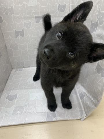 富山県の甲斐犬 (ペットアミ宮野店/2026年2月21日生まれ/男の子/黒虎)の子犬の3枚目の画像