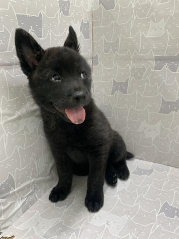 富山県の甲斐犬 (ペットアミ宮野店/2026年2月21日生まれ/男の子/黒虎)の子犬の4枚目の画像
