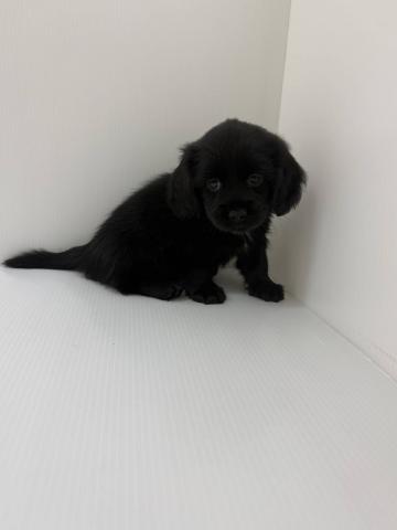 千葉県のハーフ犬・ミックス犬 (ペットアミ 館山店/2026年3月1日生まれ/女の子/ブラック)の子犬の1枚目の画像
