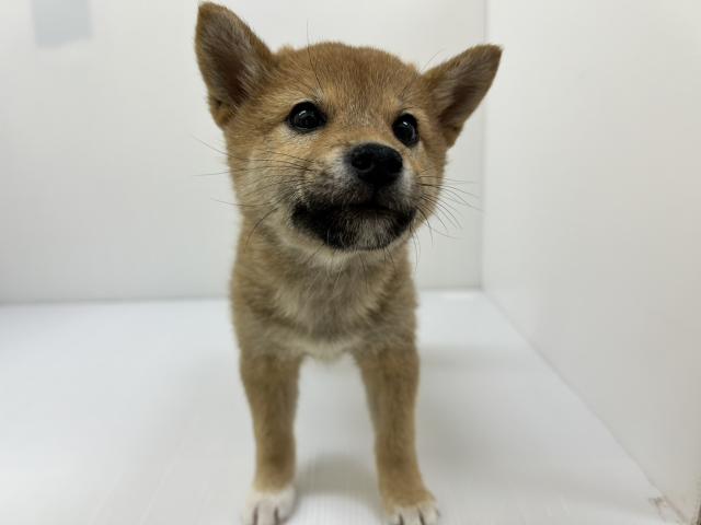 千葉県の柴犬(標準サイズ) (ペットアミ 館山店/2025年12月20日生まれ/男の子/レッド)の子犬の1枚目の画像