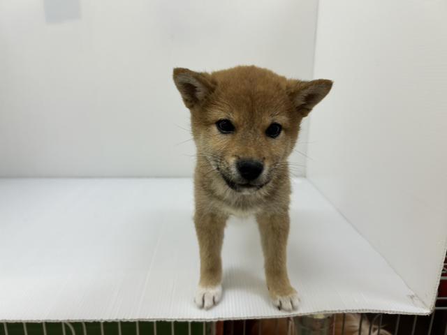 千葉県の柴犬(標準サイズ) (ペットアミ 館山店/2025年12月20日生まれ/男の子/レッド)の子犬の3枚目の画像