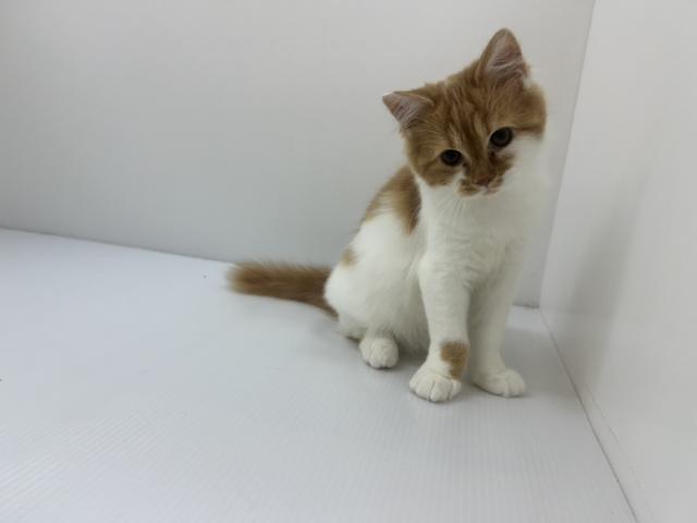 ラガマフィン