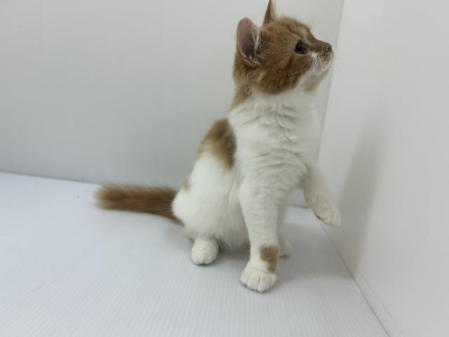 ラガマフィン