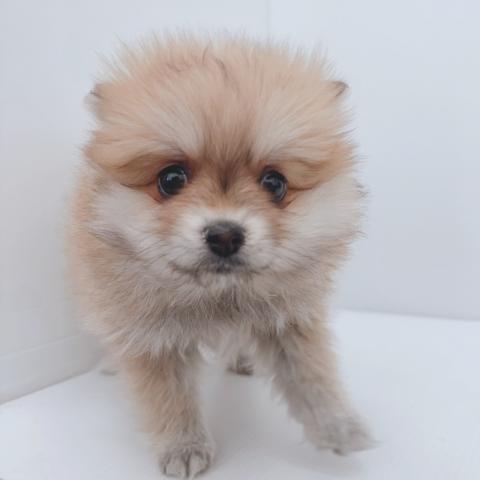 新潟県のポメラニアン (ペットアミ 新津店/2026年1月10日生まれ/女の子/オレンジ)の子犬の1枚目の画像