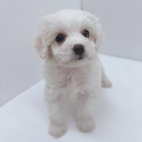 新潟県のハーフ犬・ミックス犬 (ペットアミ 新津店/2025年11月22日生まれ/男の子/クリーム)の子犬の1枚目の画像