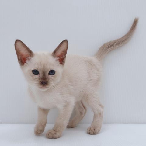 新潟県のトンキニーズ (ペットアミ 新津店/2025年11月8日生まれ/男の子/シャンパンミンク)の子猫の1枚目の画像