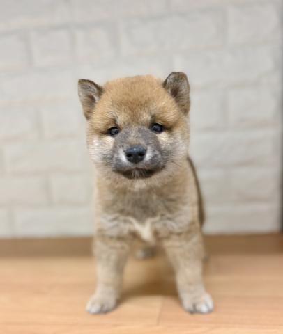 新潟県の柴犬(標準サイズ) (ペットアミ 小千谷店/2026年3月6日生まれ/男の子/赤)の子犬の1枚目の画像