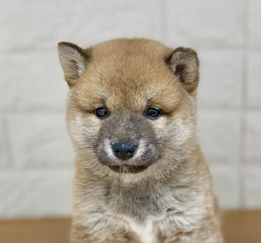 新潟県の柴犬(標準サイズ) (ペットアミ 小千谷店/2026年3月6日生まれ/男の子/赤)の子犬の2枚目の画像