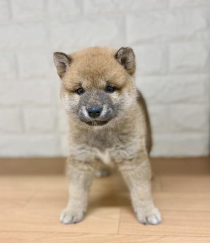 新潟県の柴犬(標準サイズ) (ペットアミ 小千谷店/2026年3月6日生まれ/男の子/赤)の子犬の3枚目の画像