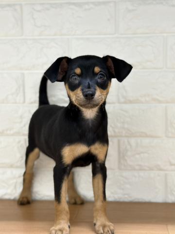 新潟県のハーフ犬・ミックス犬 (ペットアミ 小千谷店/2026年2月25日生まれ/男の子/その他色)の子犬の2枚目の画像