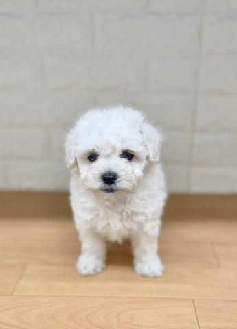 新潟県のハーフ犬・ミックス犬 (ペットアミ 小千谷店/2026年2月22日生まれ/女の子/ホワイトクリーム)の子犬の1枚目の画像