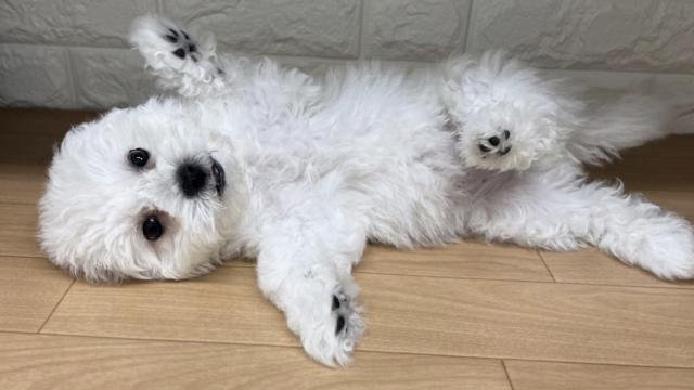 新潟県のハーフ犬・ミックス犬 (ペットアミ 小千谷店/2026年2月22日生まれ/女の子/ホワイトクリーム)の子犬の3枚目の画像