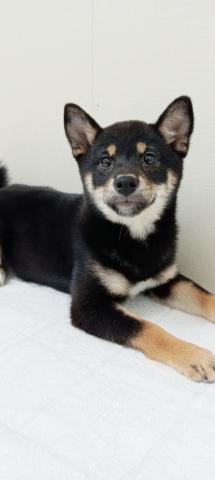 柴犬