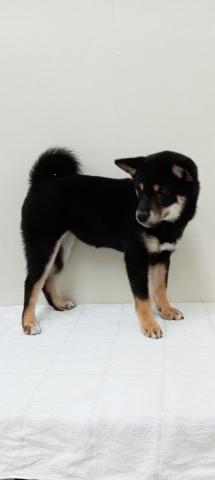 柴犬