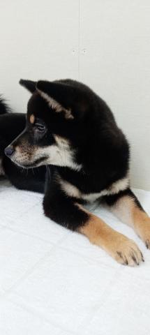 柴犬