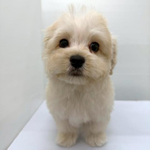 MIX