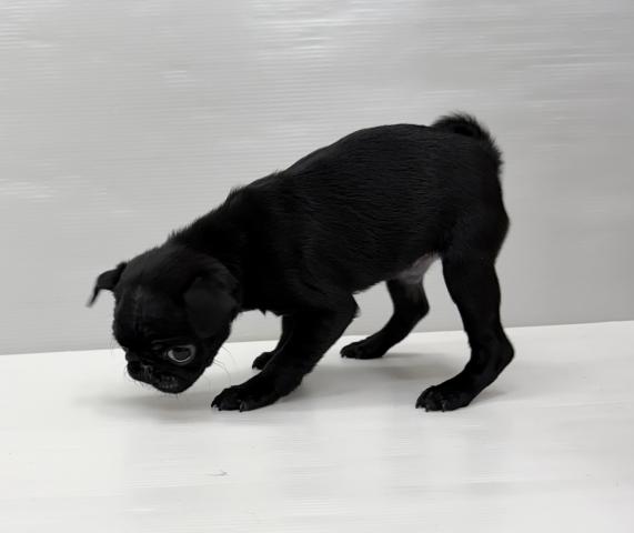 パグ