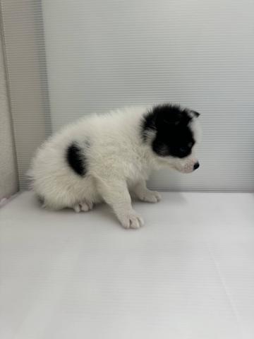 和歌山県のハーフ犬・ミックス犬 (ペットアミ 和歌山インター店/2026年2月21日生まれ/男の子/ブラックホワイト)の子犬の2枚目の画像