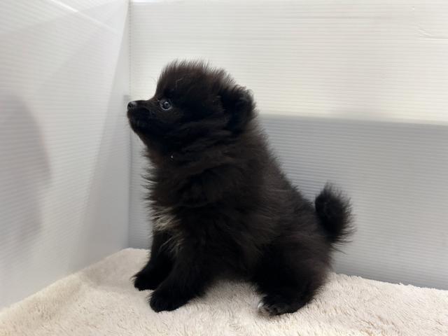 新潟県のポメラニアン (ペットアミ 新潟西店/2026年3月7日生まれ/女の子/ブラック)の子犬の2枚目の画像