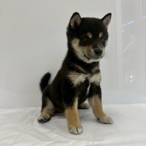 大阪府の柴犬(標準サイズ) (NICO PET Select 和泉中央店/2026年2月28日生まれ/女の子/黒)の子犬の3枚目の画像
