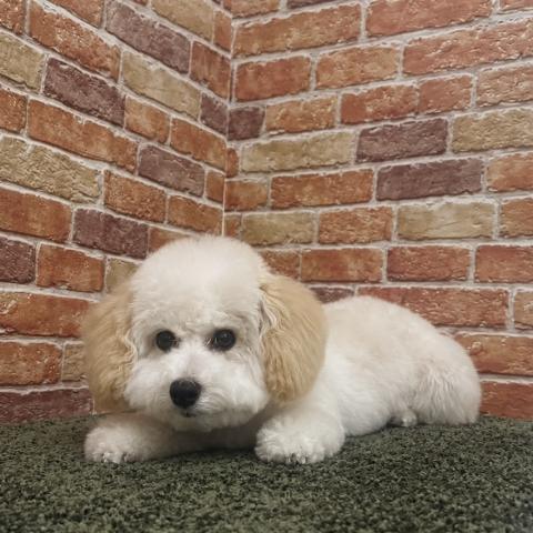 石川県のトイプードル(トイ) (ペットアミ 津幡店/2025年12月20日生まれ/男の子/クリーム)の子犬の2枚目の画像